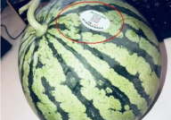 沈阳网红吃瓜,揭秘网络热点的背后真相